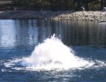 �������� THE TORRENT SELECT SERIES DISPLAY AERATOR ���. 50J2033